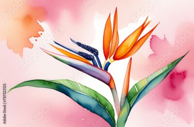 Papier peint  Exotic flower on pink background, strelitzia, watercolor illustration for design, postcard 