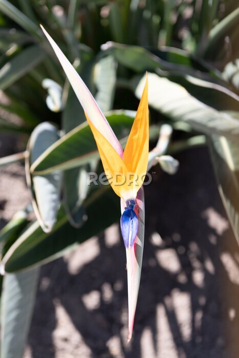 Papier peint  exotic flower plant of strelitzia in bloom