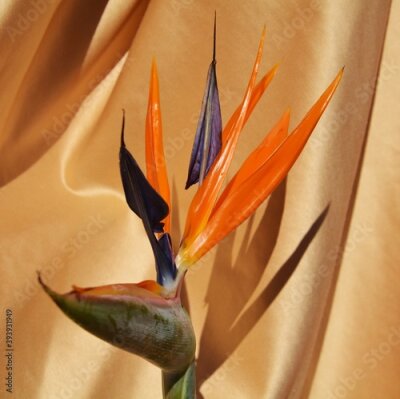 Papier peint  Exotic flower, strelitzia, bird of paradise flower
