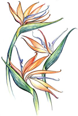 Papier peint  Exotic flower strelitzia drawn with pencils and ink on a white background
