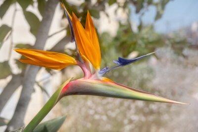 Papier peint  exotic flower strelitzia summer on a blurred background selective focus