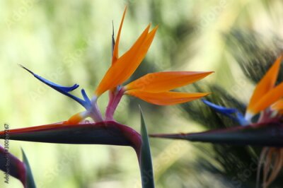 Papier peint  Exotic flower with red yellow orange blue tuft on abstract nature background.Comb flower.The strelitzia Royal.Mediterranean.Wallpaper