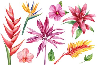 Papier peint  Exotic flowers. Orchid, guzmania, bromelia, hibiscus and strelitzia. Botanical painting, watercolor illustration flora