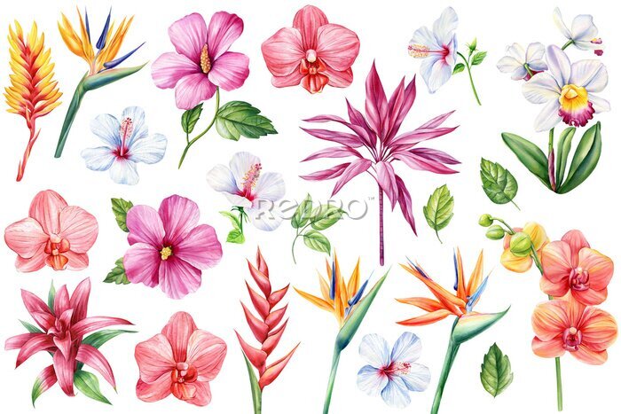 Papier peint  Exotic flowers. Orchid, heliconia, bromelia, hibiscus and strelitzia. Botanical painting, watercolor illustration flora