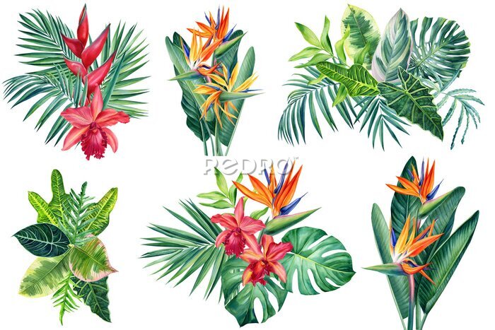 Papier peint  Exotic flowers, orchid, strelitzia, palm leaves, watercolor botanical illustration, tropical floral, jungle design