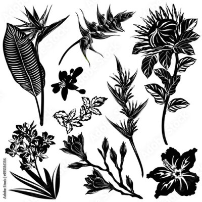 Papier peint  Exotic flowers silhouettes (Strelitzia, Heliconia, Protea, Oleander, Hibiscus, Mandarin, Magnolia). Set of hand drawn vector illustrations on white background.
