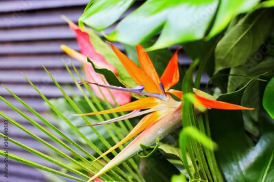 Papier peint  Exotic flowers: Strelitzia, anthurium and monstera