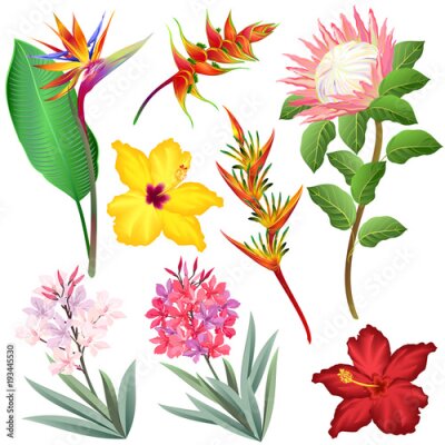 Papier peint  Exotic flowers (Strelitzia, Heliconia, Protea, Oleander, Hibiscus). Set of hand drawn vector illustrations on white background.