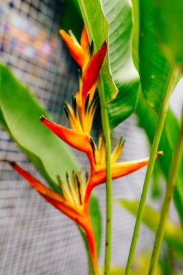 Papier peint  Exotic flowers Strelitzia of French Polynesia
