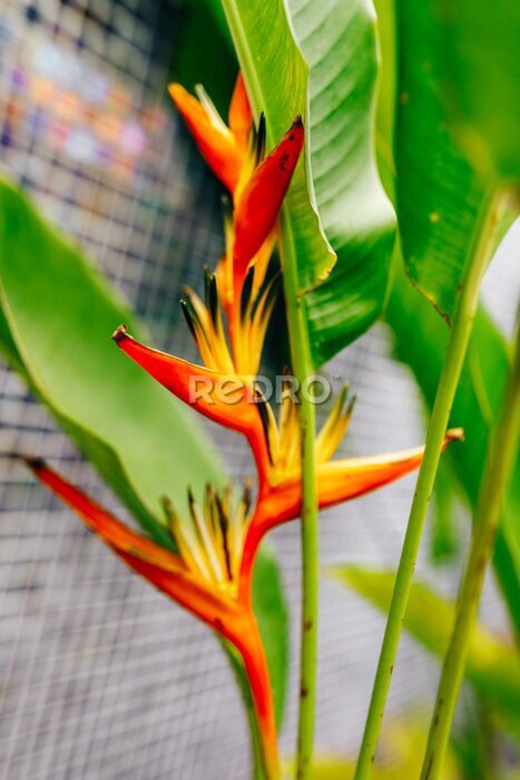 Papier peint  Exotic flowers Strelitzia of French Polynesia