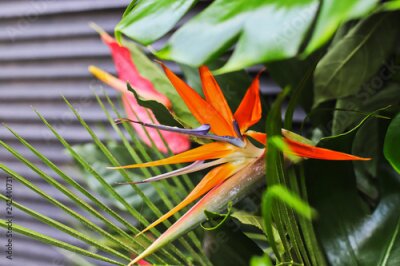 Papier peint  Exotic flowers: Strelitzia, protea, anthurium and monstera