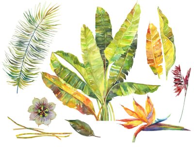 Papier peint  Exotic leaves and flowers set. Tropical banana leaves, leaves pinnate palm, strelitzia, passionflower. Watercolor illustration, handmade, isolated image on white background
