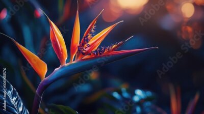 Papier peint  Exotic multi colored strelitzia flower in a tropical botanical setting showcasing intricate macro details of nature s beauty