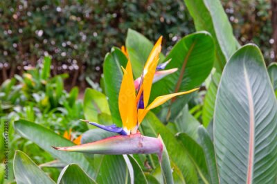 Papier peint  Exotic orange flower - bird of paradise (strelitzia flower)