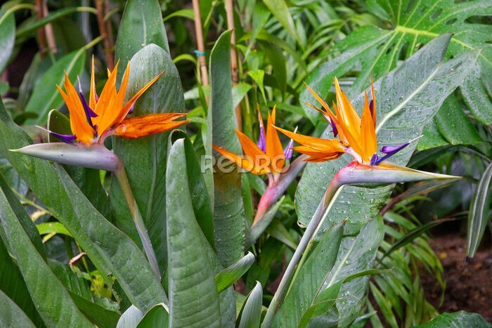 Papier peint  Exotic orange flower - bird of paradise (strelitzia flower)