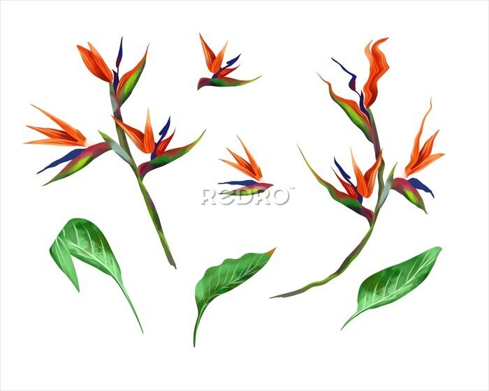 Papier peint  Exotic plant strelitzia on a white background. Watercolor illustration of tropical flowers. Greeting cards, wedding invitations, flyers and banners.