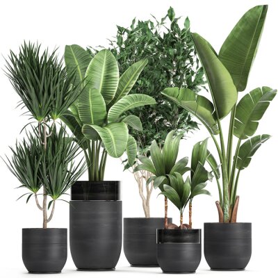 Papier peint  exotic plants in a black pot on white background