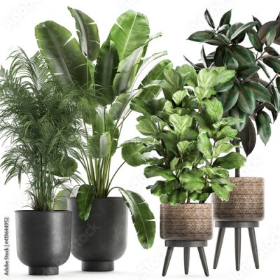 Papier peint   exotic plants in a black pot on white background