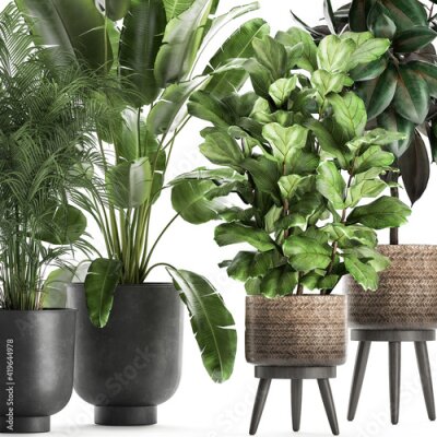 Papier peint   exotic plants in a black pot on white background