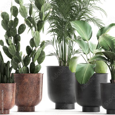 Papier peint  exotic plants in a black pot on white background