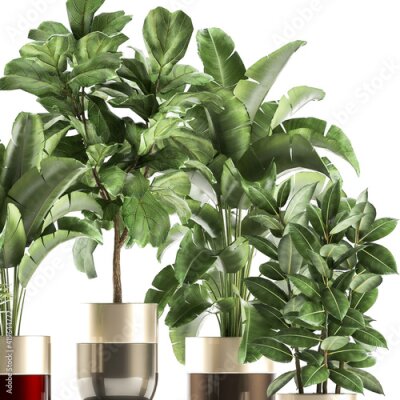 Papier peint  exotic plants in a black pot on white background