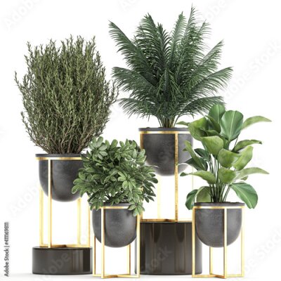 Papier peint  exotic plants in a black pot on white background
