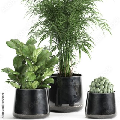 Papier peint  exotic plants in a black pot on white background