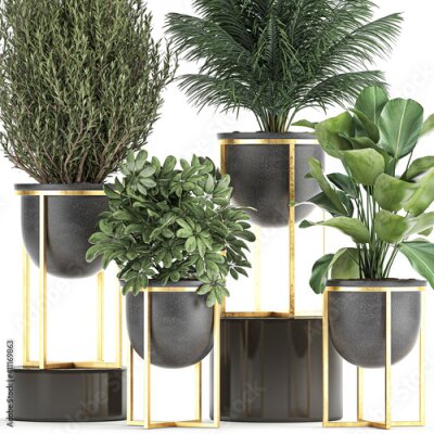 Papier peint  exotic plants in a black pot on white background