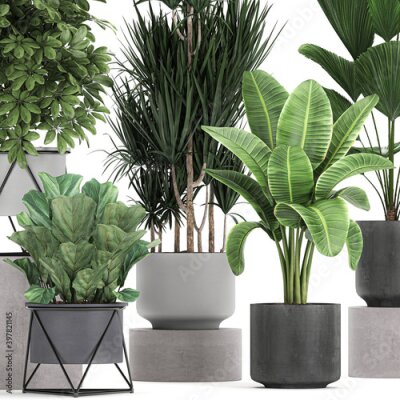 Papier peint  exotic plants in a black pot on white background