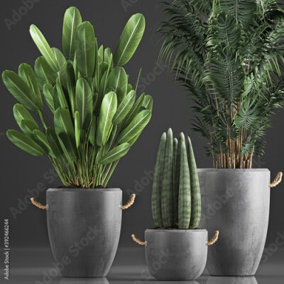 Papier peint   exotic plants in a pot on white background