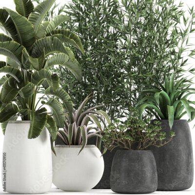 Papier peint  exotic plants in a white pot on white background