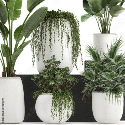 Papier peint  exotic plants in a white pot on white background