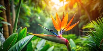 Papier peint  Exotic strelitzia flower blooming in the lush jungle environment, strelitzia, flower, jungle, exotic, blooming