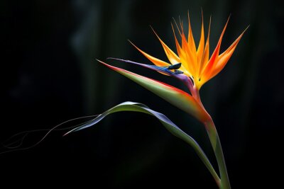Papier peint  Exotic strelitzia flower colorful tropic colored multi