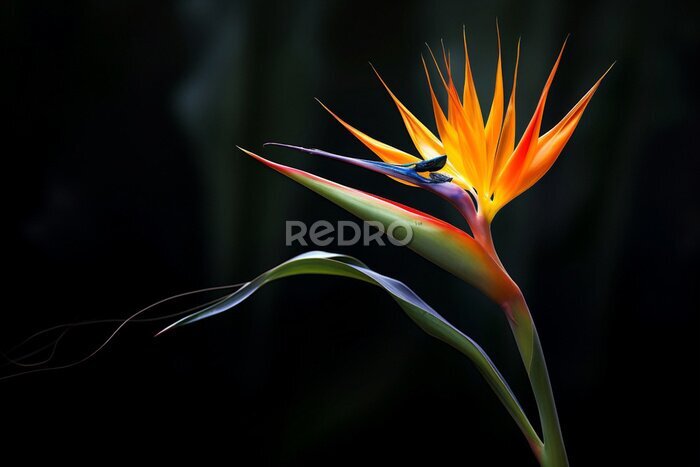 Papier peint  Exotic strelitzia flower colorful tropic colored multi