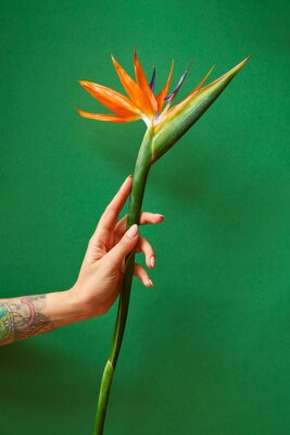 Papier peint  Exotic strelitzia flower in a woman's hand with tattoo on a green background, copy space. Postcard for Mother's Day.