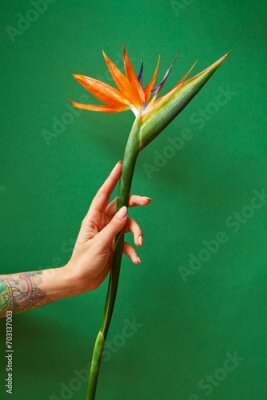 Papier peint  Exotic strelitzia flower in a woman's hand with tattoo on a green background, copy space. Postcard for Mother's Day.