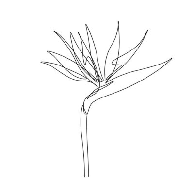 Papier peint  Exotic Strelitzia flower in one line art drawing style. Bird of paradise flower minimalist black line sketch on white background. Vector illustration