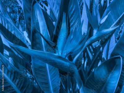 Papier peint  Exotic Strelitzia flower with leaves in trendy color 2020 Classic Blue. Creative fashionable toning.