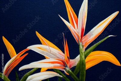 Papier peint  Exotic strelitzia flowers, bird of paradise. Watercolor on white background. Generative AI