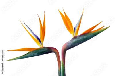 Papier peint  Exotic strelitzia flowers or bird of paradise isolated on white background, with clipping path for design elements