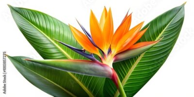Papier peint  Exotic Strelitzia flowers stand out vividly with Xanadu foliage, creating a stunning nature display. Isolated on a