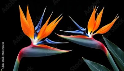 Papier peint  Exotic Strelitzia Flowers Tropical Paradise Garden Beautiful Floral Blossom Display on a Dark Background
