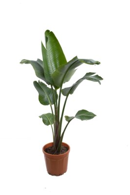 Papier peint  Exotic 'Strelitzia Reginae" or 'Bird of Paradise' garden and house plant in pot isolated on white background