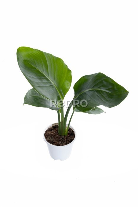 Papier peint  Exotic 'Strelitzia Reginae&quot; or 'Bird of Paradise' garden and house plant in pot isolated on white background