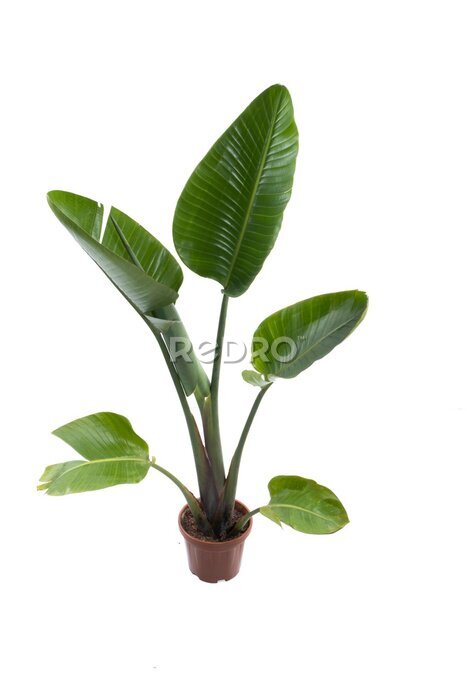 Papier peint  Exotic 'Strelitzia Reginae&quot; or 'Bird of Paradise' garden and house plant in pot isolated on white background
