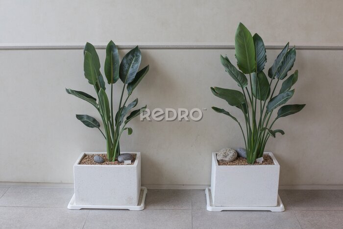 Papier peint  Exotic Strelitzia Reginae or Bird of Paradise house plant in pot isolated.