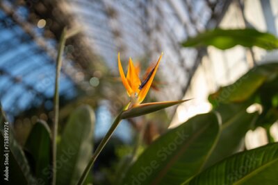 Papier peint  Exotic Strelitzia Reginae plant growing in tropical greenhouse closeup. Blooming Crane flower, Bird of Paradise flower in glasshouse, blurred background. Soft focus, sunlight. 