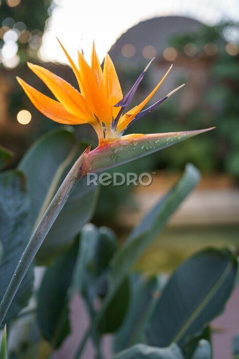 Papier peint  Exotic Strelitzia Reginae plant growing in tropical greenhouse. Crane flower, Bird of Paradise flower in glasshouse. Soft focus