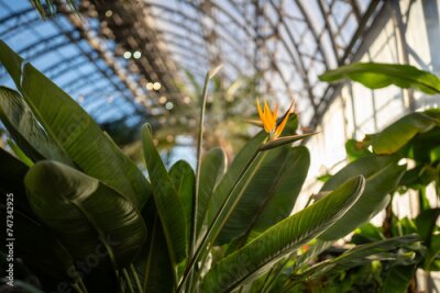 Papier peint  Exotic Strelitzia Reginae plant growing in tropical greenhouse. Crane flower, Bird of Paradise flower in glasshouse. Soft focus, sunlight. 